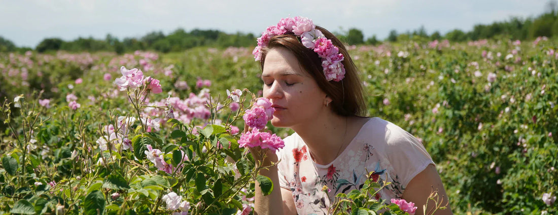 The Secret of Organic Damask Rose: Why Your Skin Loves It